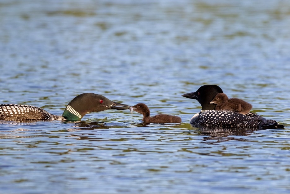 Common Loons Threatened by Declining Water Clarity