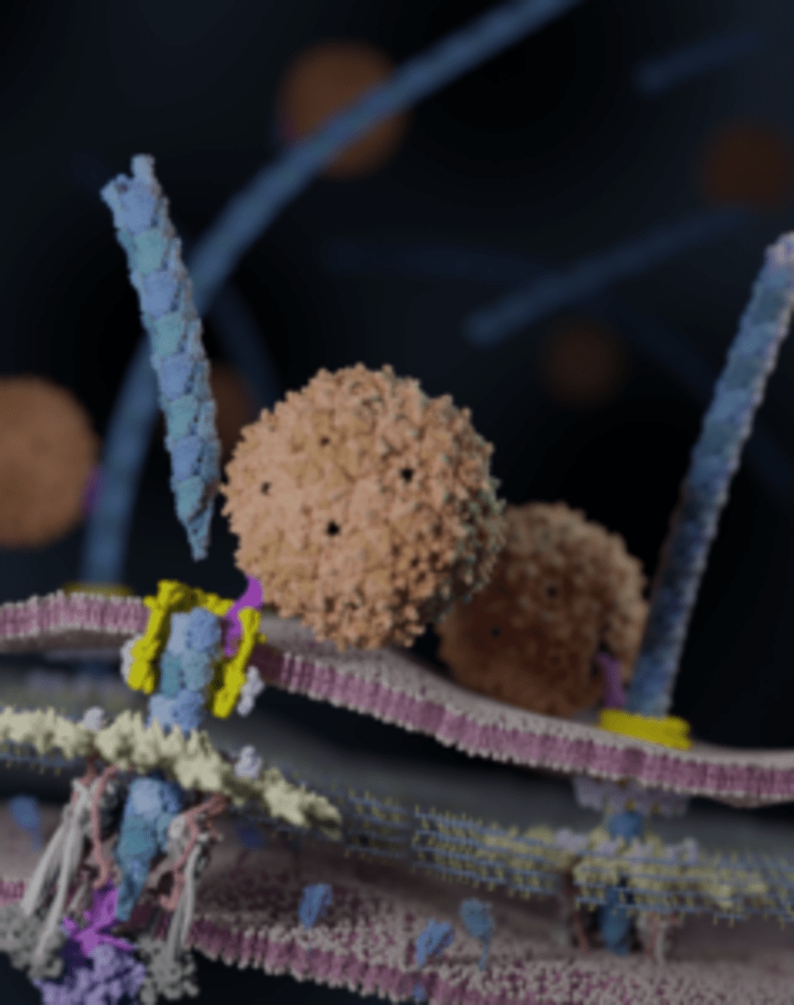 Researchers resolve old mystery of how phages disarm pathogenic bacteria