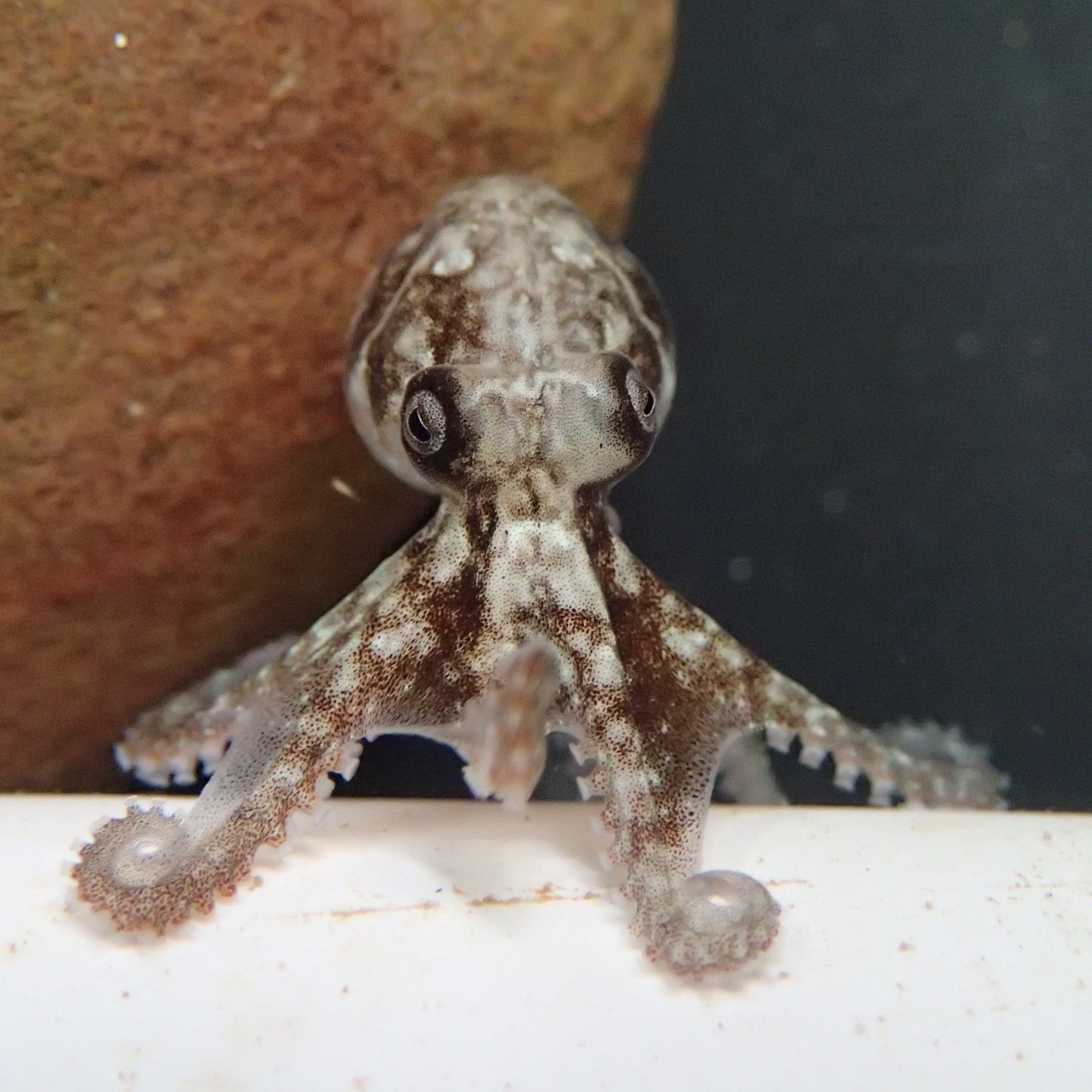 Scientists create octopus survival guide to minimise impacts of fishingOctopuses have been around for hundreds of millions of years, but did you know 