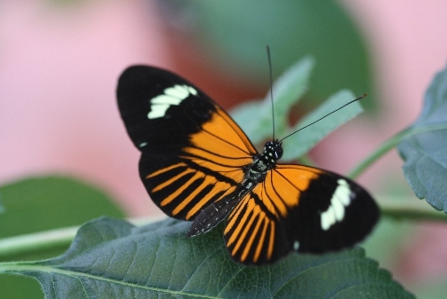 New butterfly species created 200,000 years ago by two species interbreeding