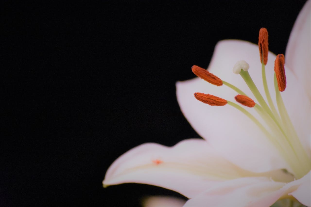 New Japanese lily species identified, 1st addition to sukashiyuri group in 110 years