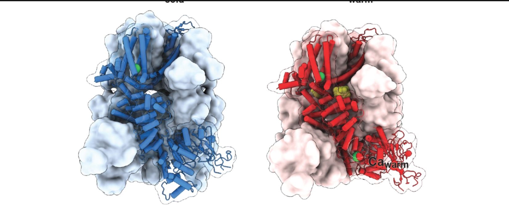 Heating proteins to body temperature reveals new drug targets