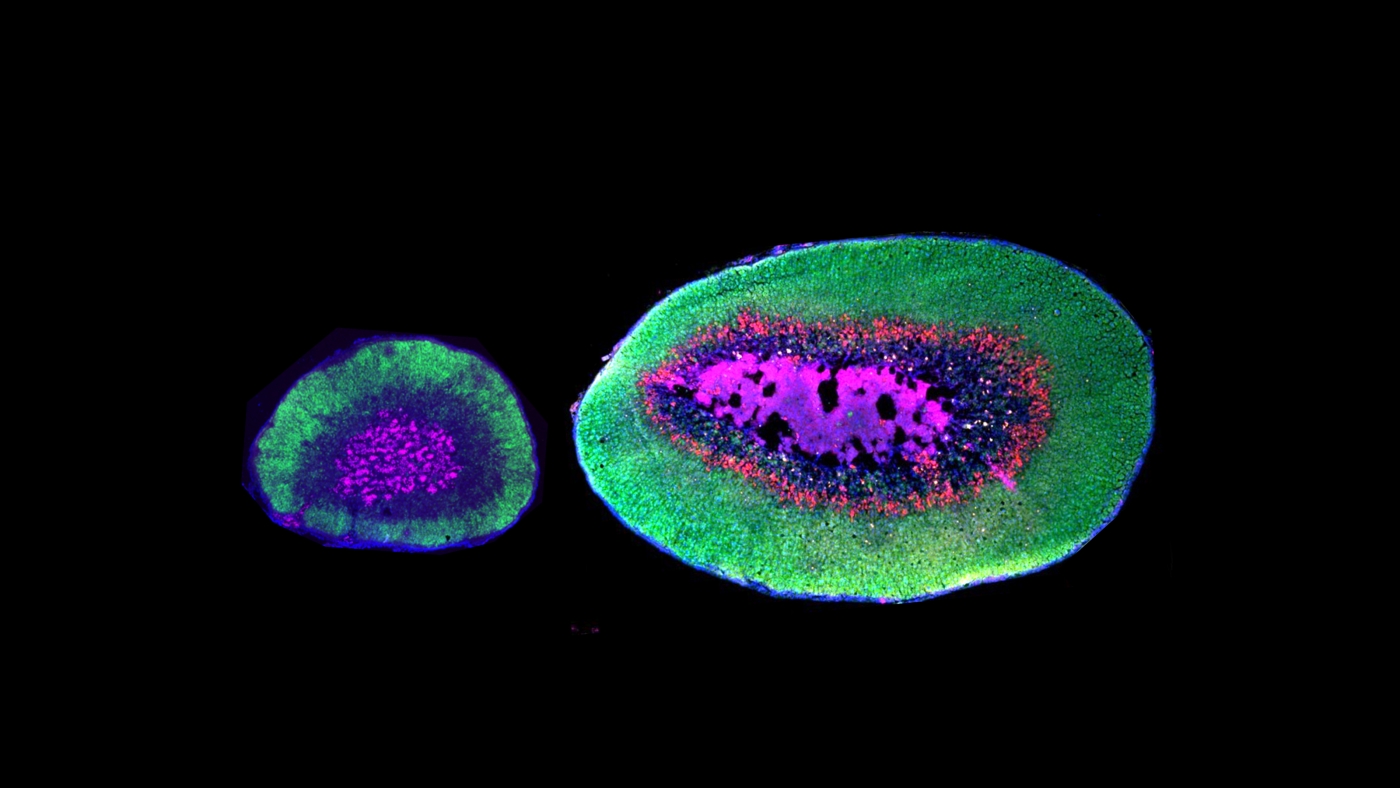 Some Mice May Owe Their Monogamy to a Newly Evolved Type of Cell