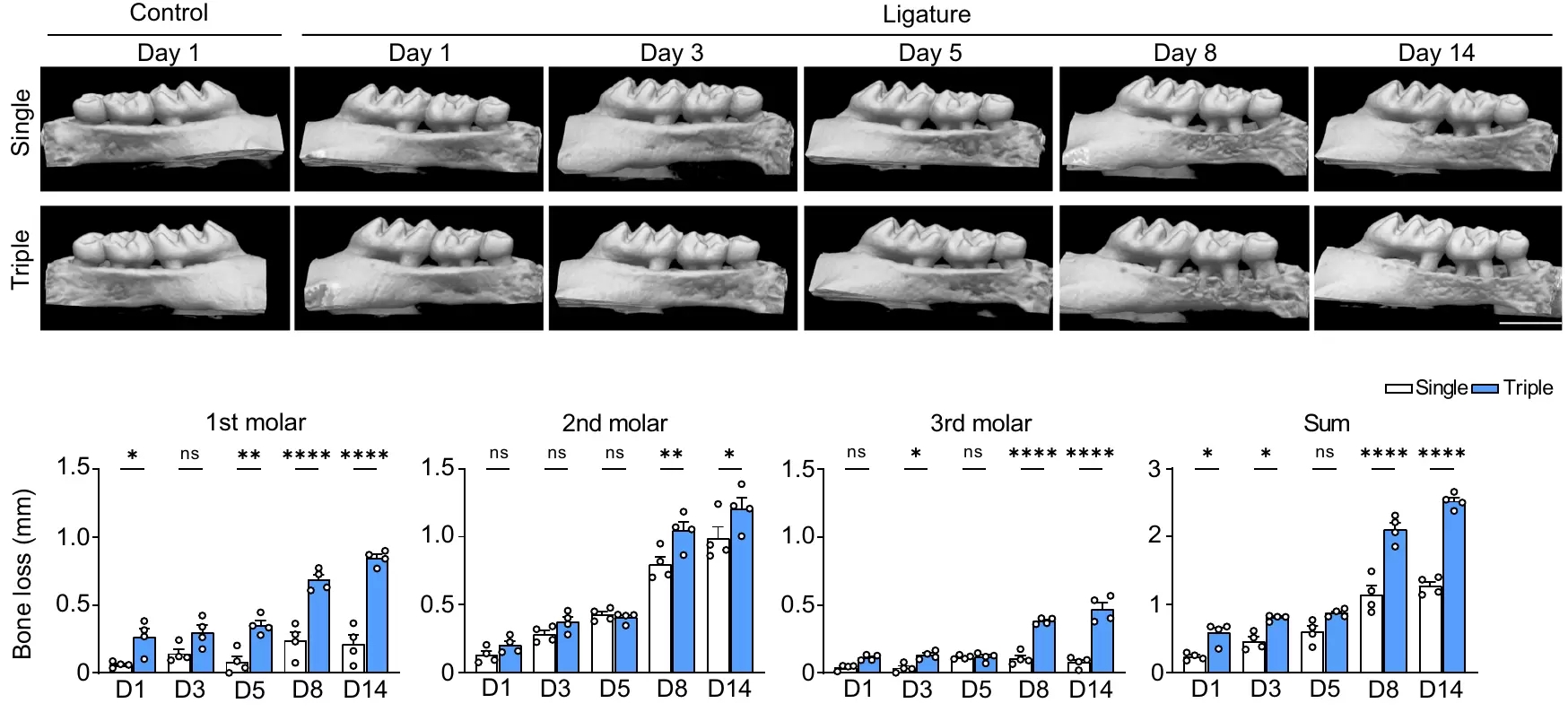 Clarifying the Cellular Mechanisms Underlying Periodontitis with an Improved Animal Model