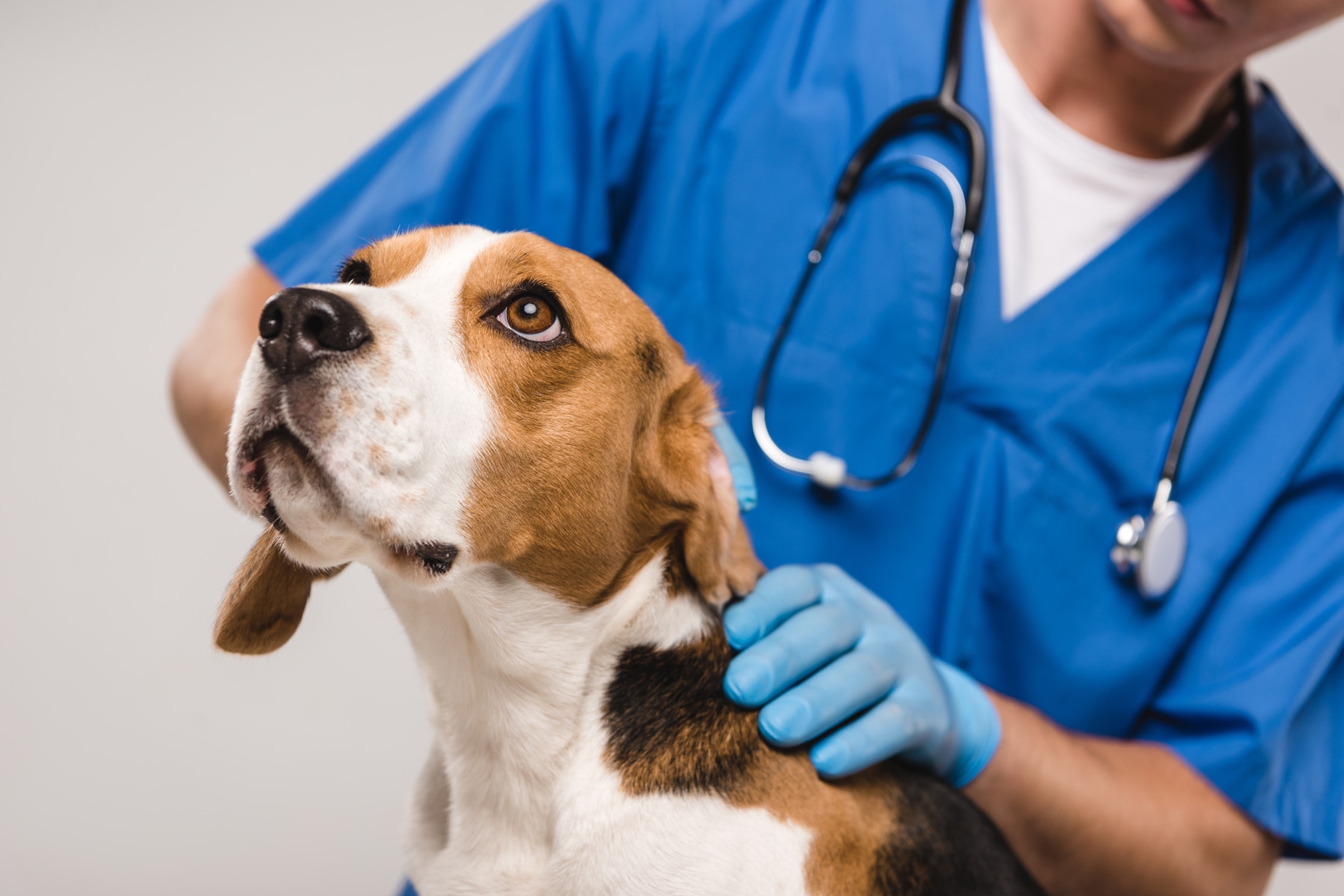 New dart launcher may be better way to inject animals with drugs