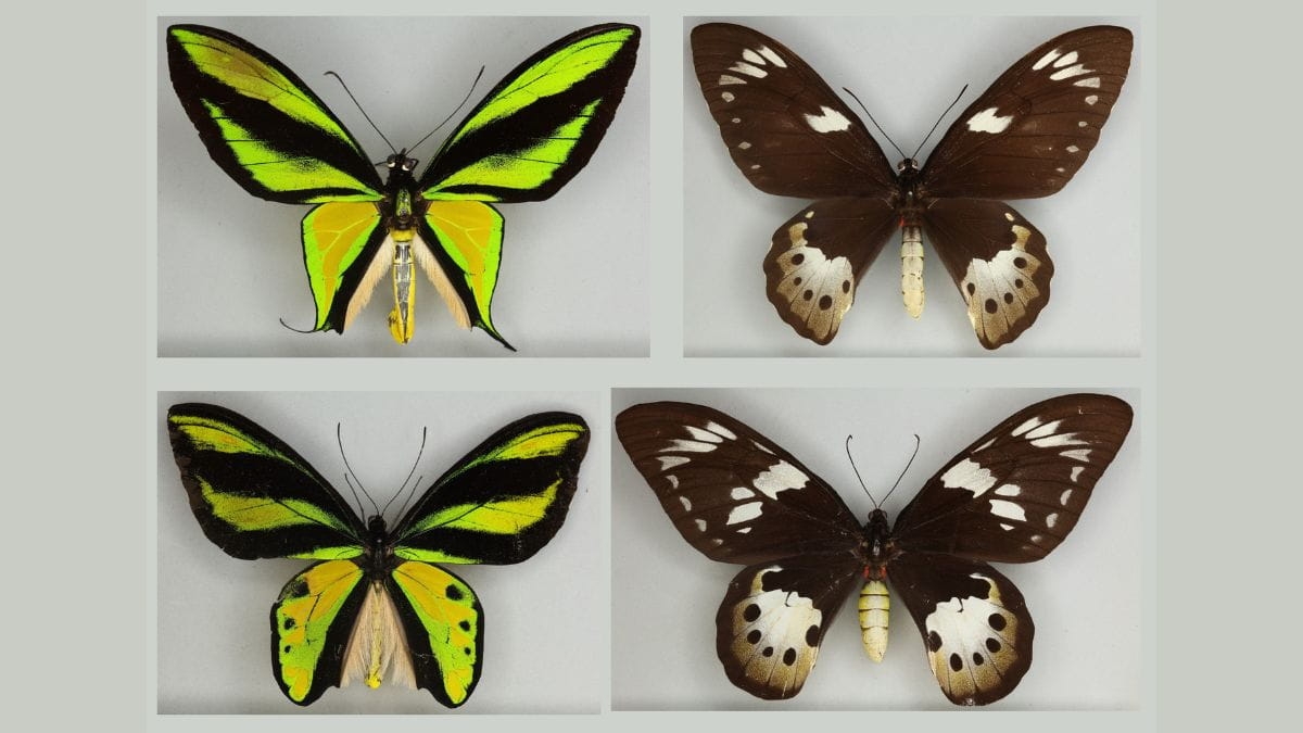 AI-powered research explores under-studied female evolution