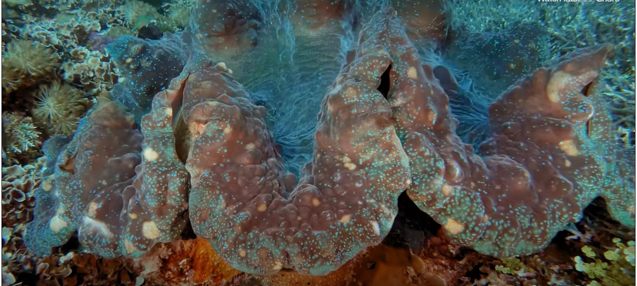 Giant clams may hold the answers to making solar energy more efficient