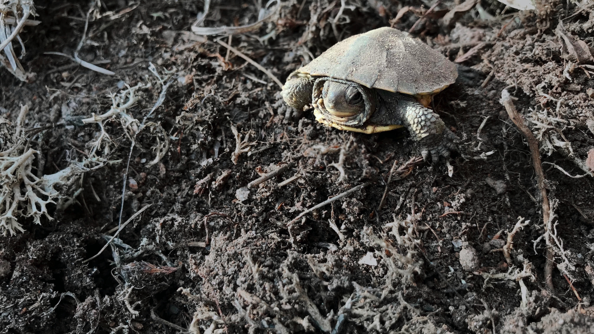 Designing a better nest to help endangered turtles