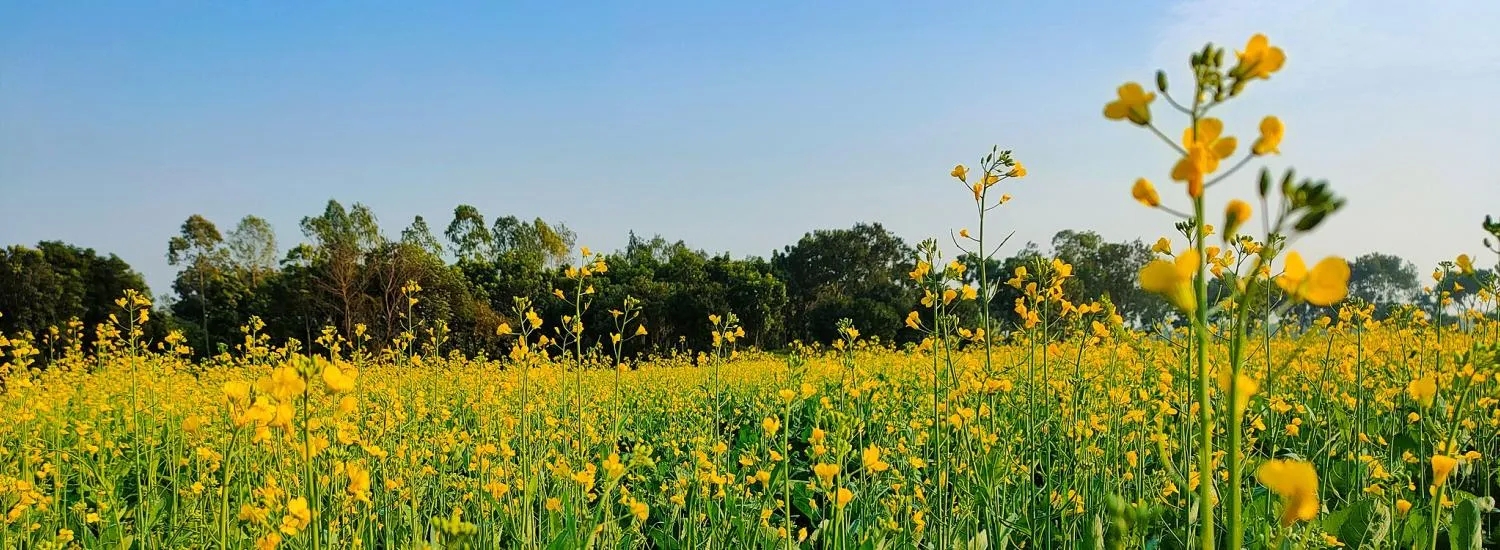 How spicy does mustard get depending on the soil?