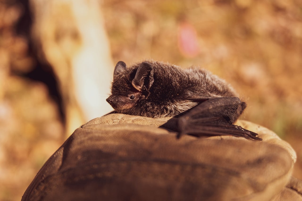 Scientists unveil genetics behind development of gliding