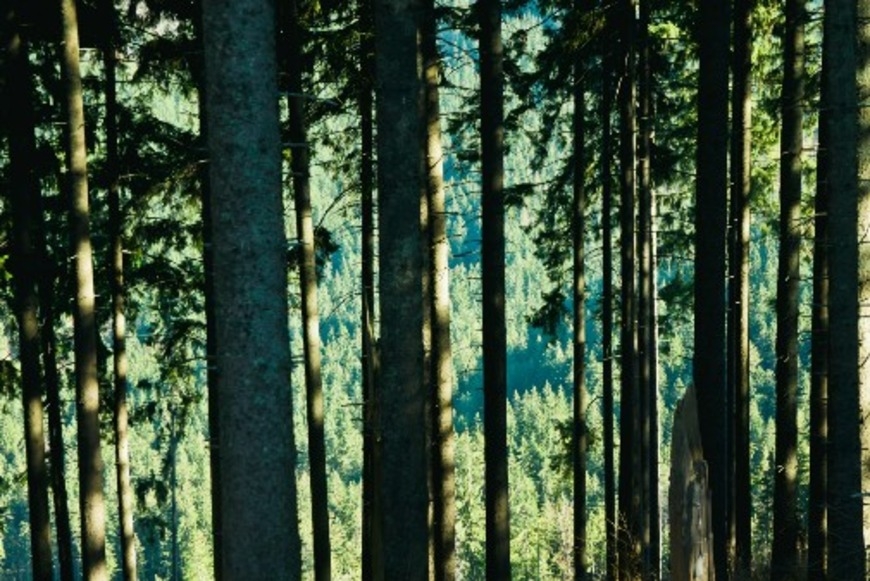 Boreal forest and tundra regions worst hit over next 500 years of climate change, study shows