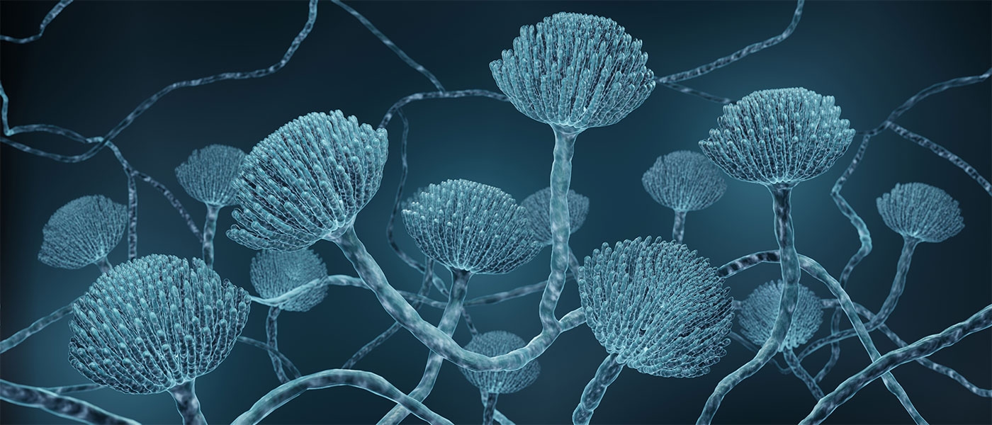 Case Western Reserve University researchers report rise in global fungal drug-resistant infections