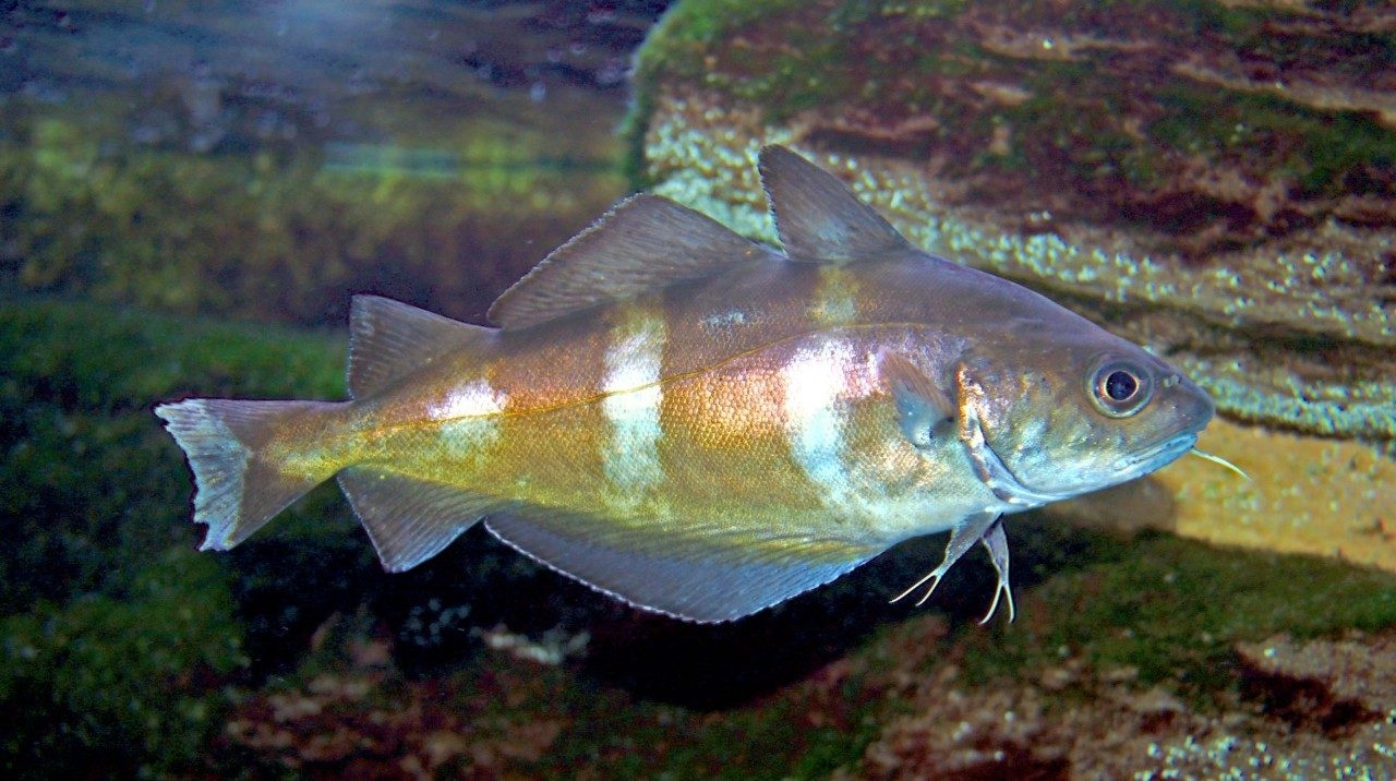 Range-shifting fishes are climate-change losers, according to new research