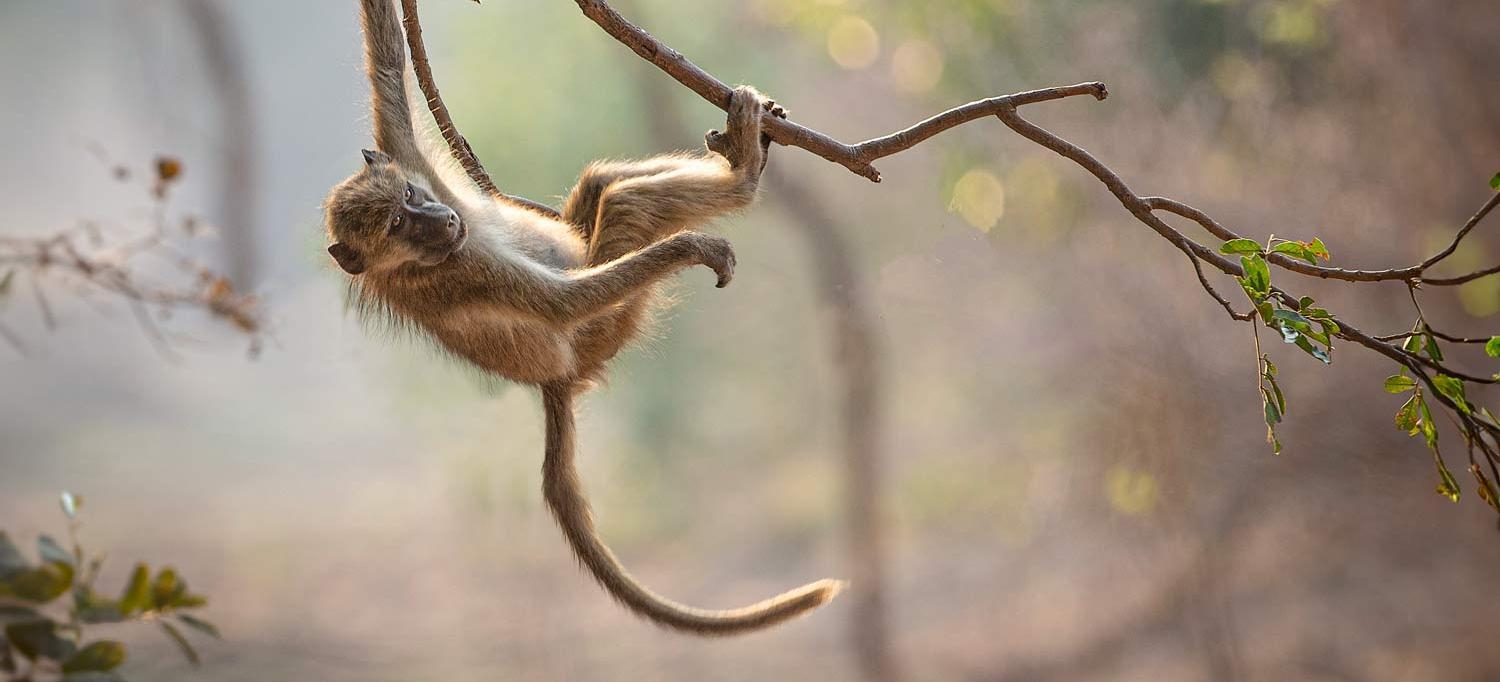 Change in Genetic Code May Explain How Human Ancestors Lost Tails