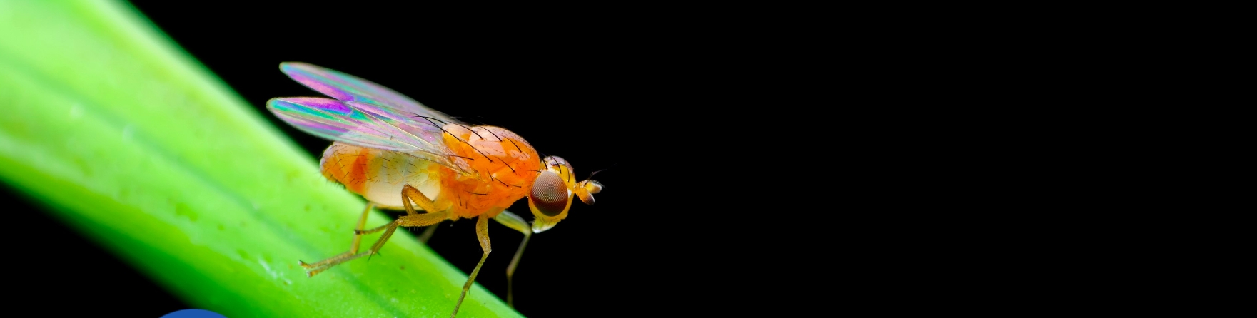 Buck Scientists Identify How Dietary Restriction Slows Brain Aging & Increases Lifespan