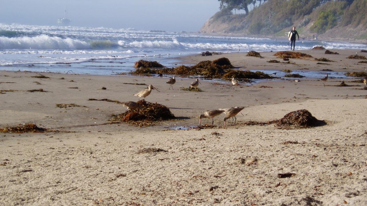 The Choreography Connecting Kelp Forests to the Beach