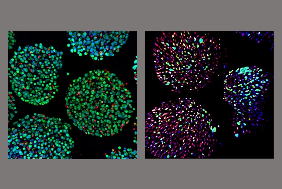 A breath of fresh air keeps drug-producing cells alive longer