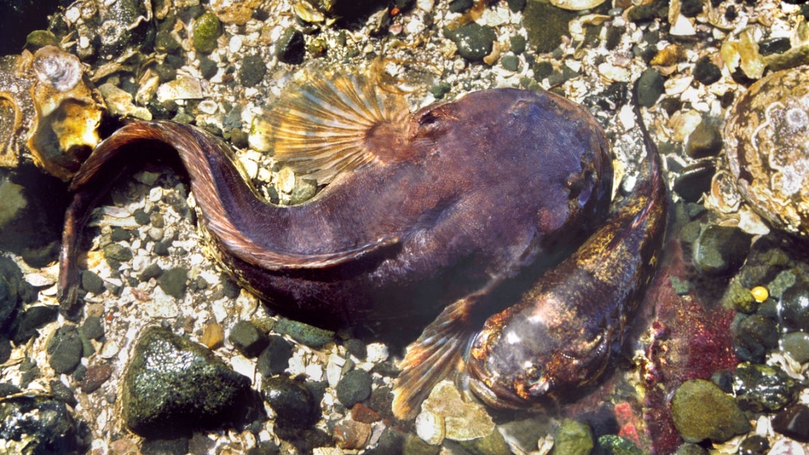 In chatty midshipman fish, the midbrain awakens a gift of gab
