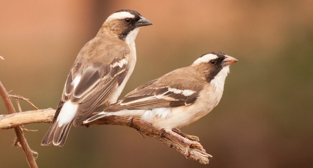Desert birds lay larger eggs when they have more helpers