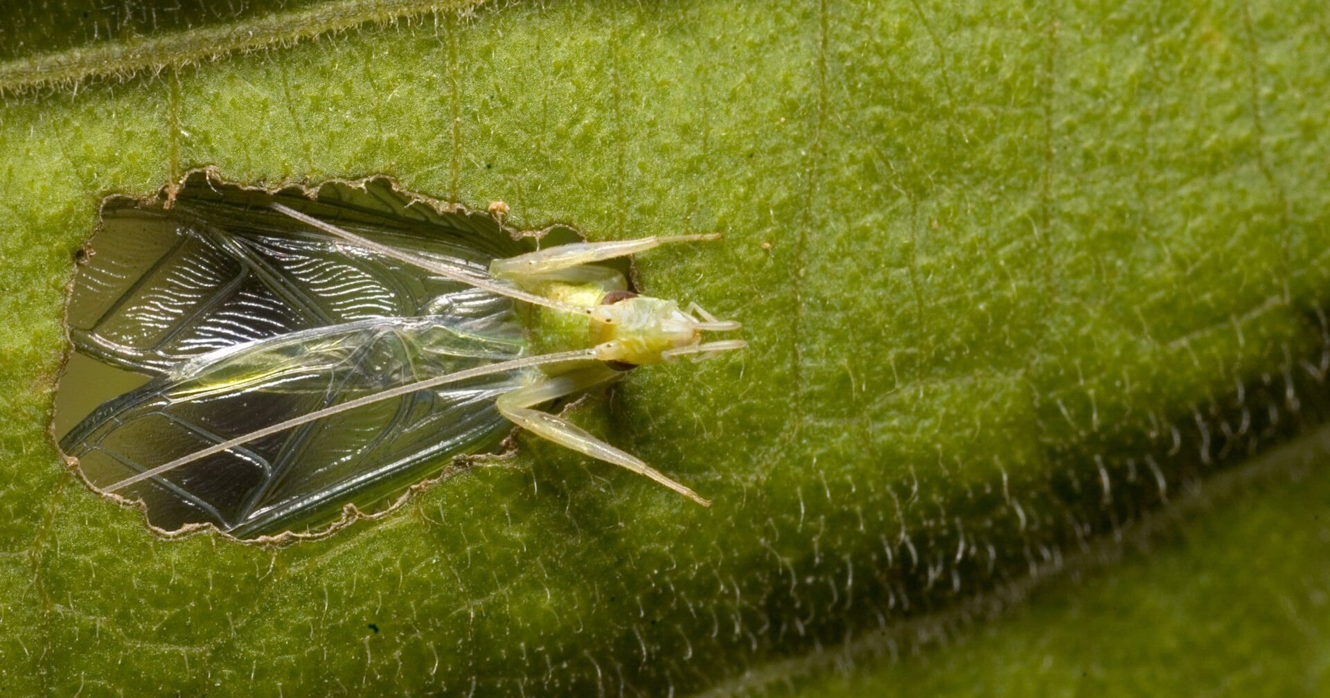 Animals like crickets use the ground to amplify calls: Western study