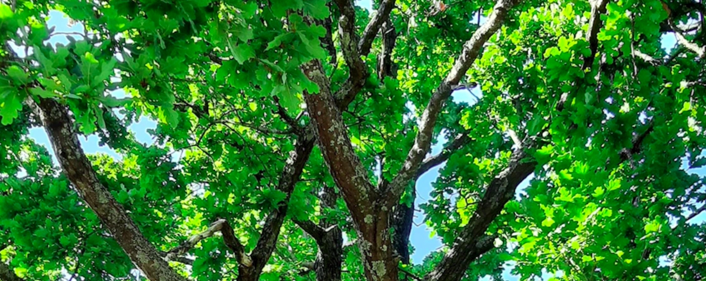 Plants could make air pollution worse on a warming planet