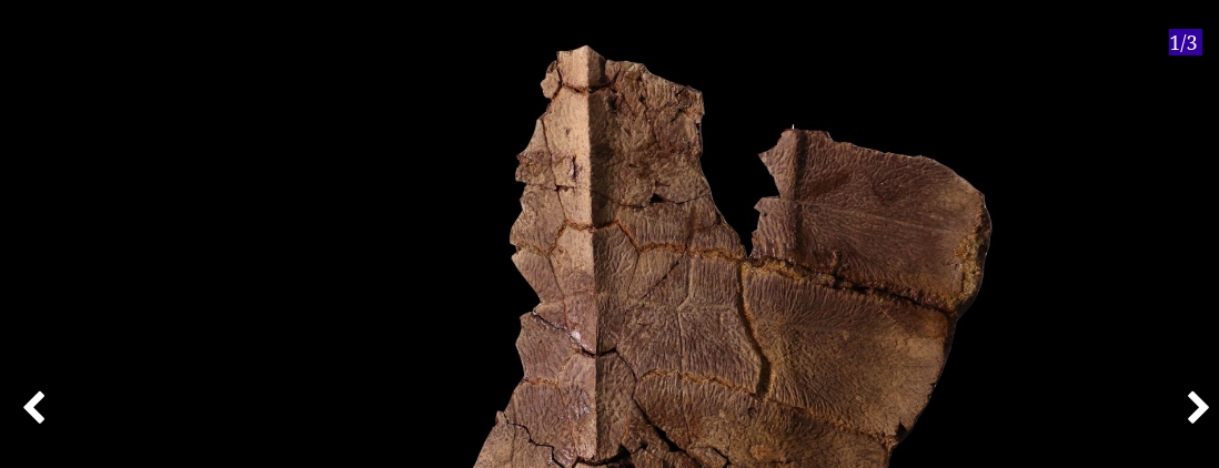 A turtle time capsule: DNA found in ancient shell