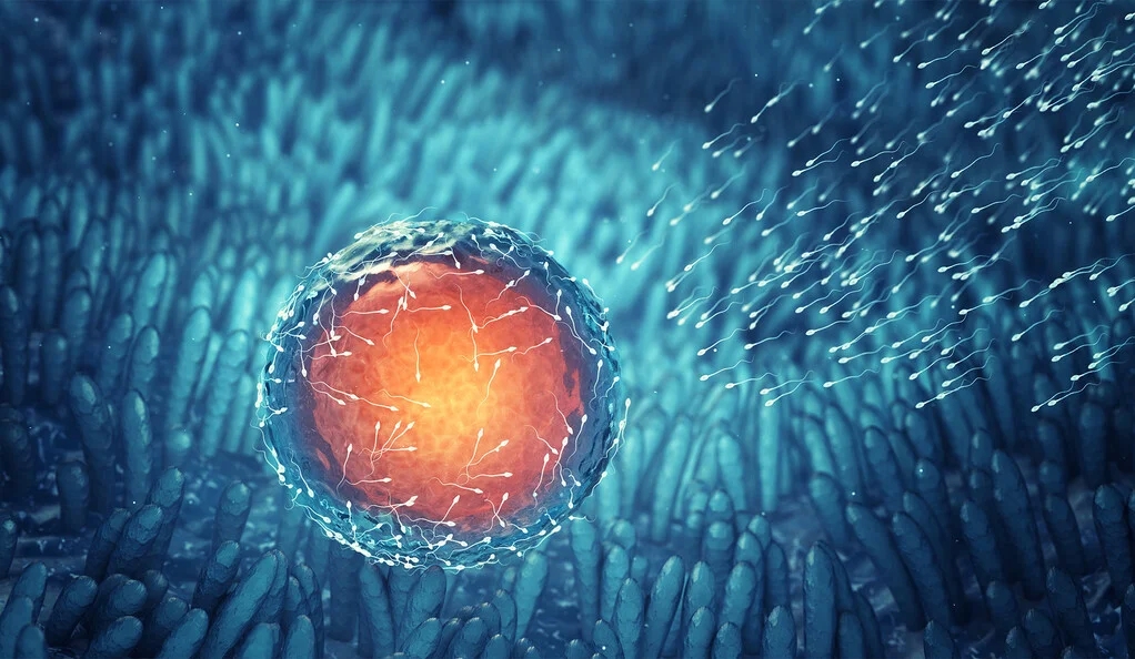 Metaphors for human fertilization are evolving, study shows