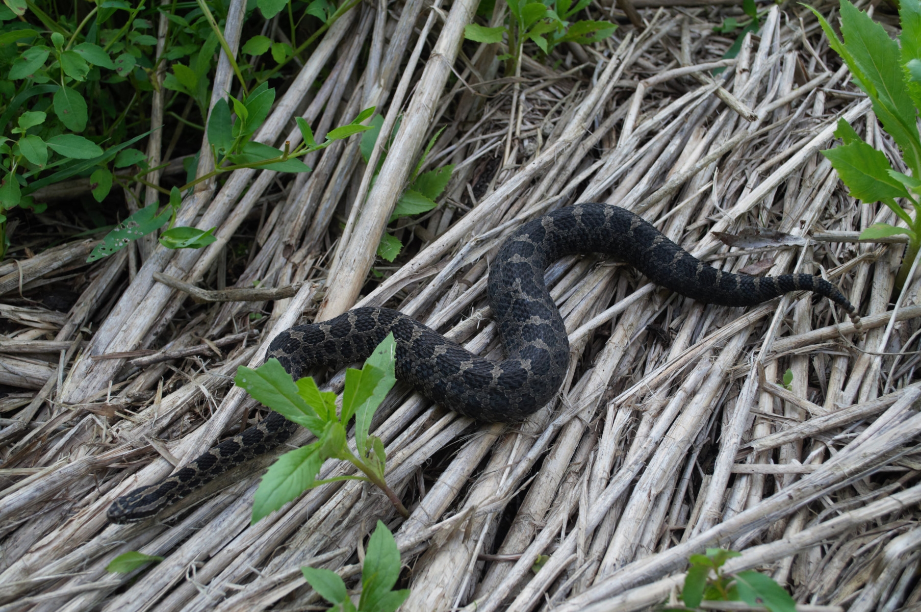 Genomic analysis in snakes shows link between neutral, functional genetic diversity