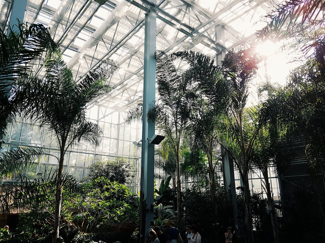 Press release: Understanding greenhouse gases in oil palm plantations