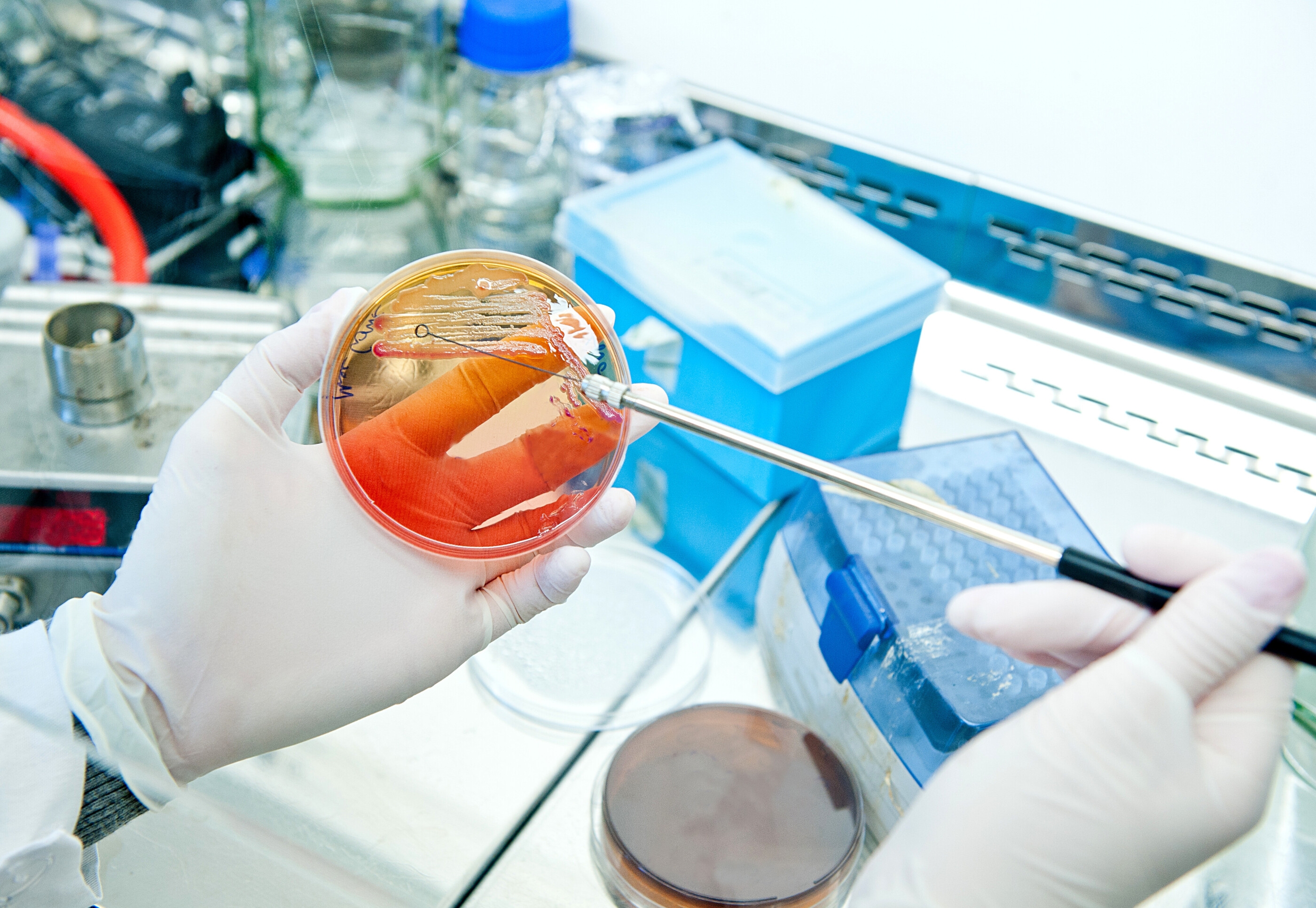 Antibiotics promote the growth of antibiotic-resistant bacteria in the gut
