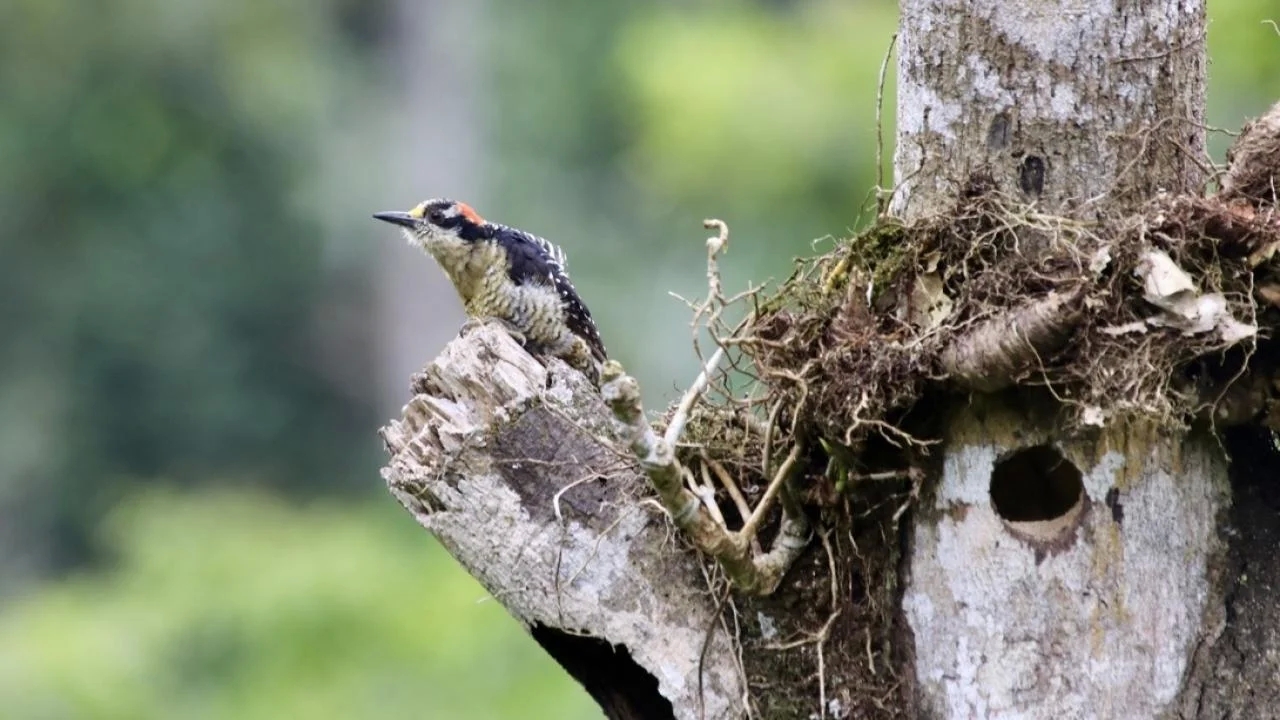 Deforestation Limits Nesting Habitat for Cavity-Nesting Birds