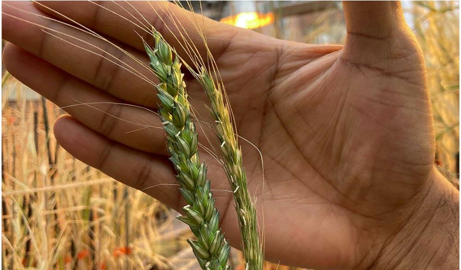 The History and Future of Ancient Einkorn Wheat Is Written in Its Genes