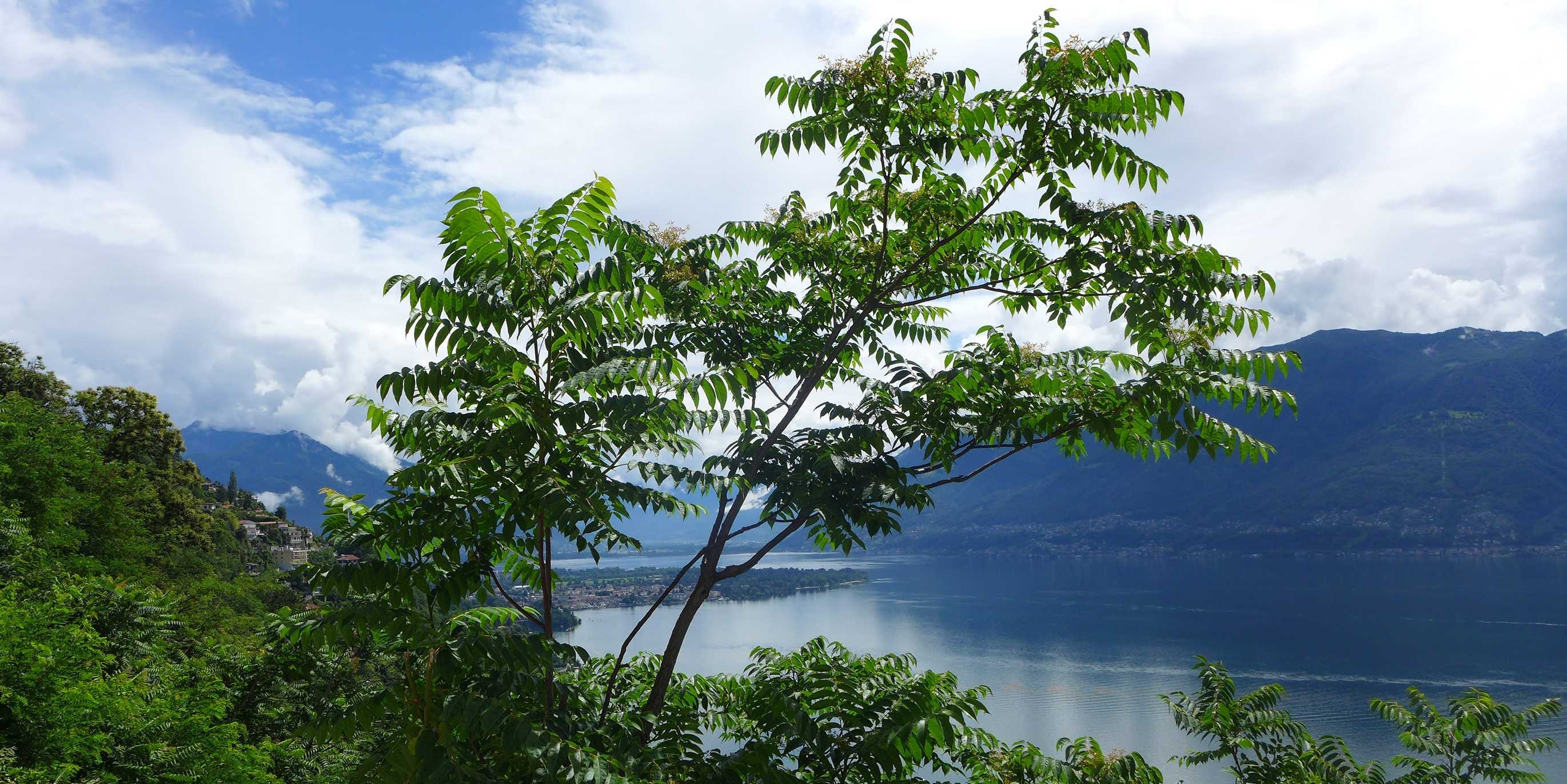 Biodiversity protects against invasions of non-native tree species