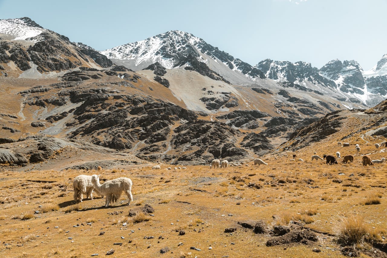 Specialization in sheep farming, a possible strategy for Neolithic communities in the Adriatic to expand throughout the Mediterranean