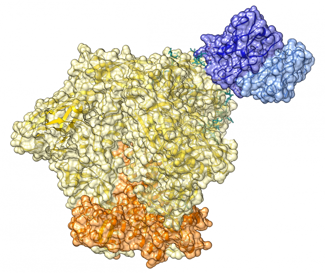 Remission from HIV-1 infection: discovery of broadly neutralizing antibodies that contribute to virus control