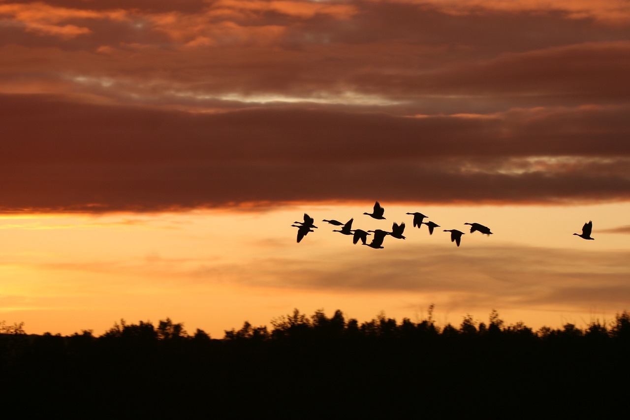 Using weather radar to track Australia’s migrating birds
