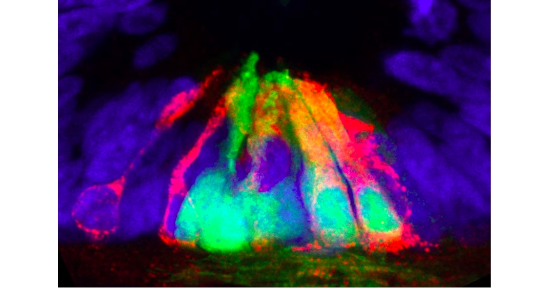 Scientists discover ‘entirely unanticipated’ role of protein netrin1 in spinal cord development