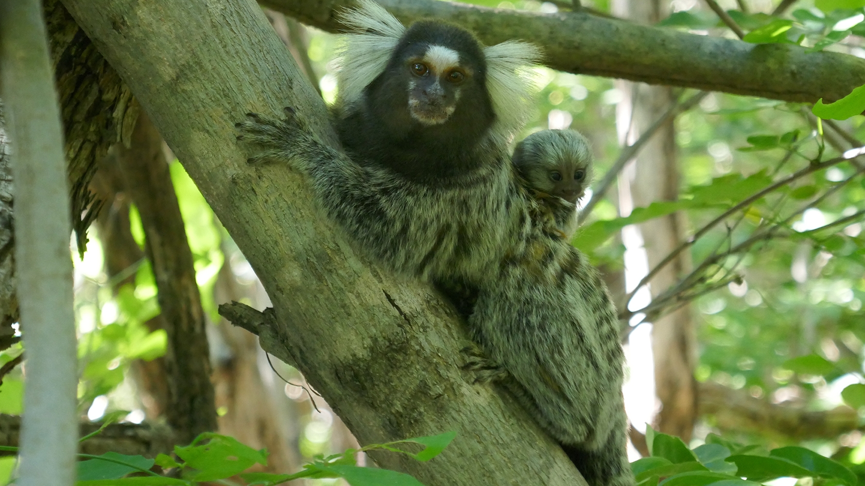 Similarities in Brain Development Between Marmosets and Humans