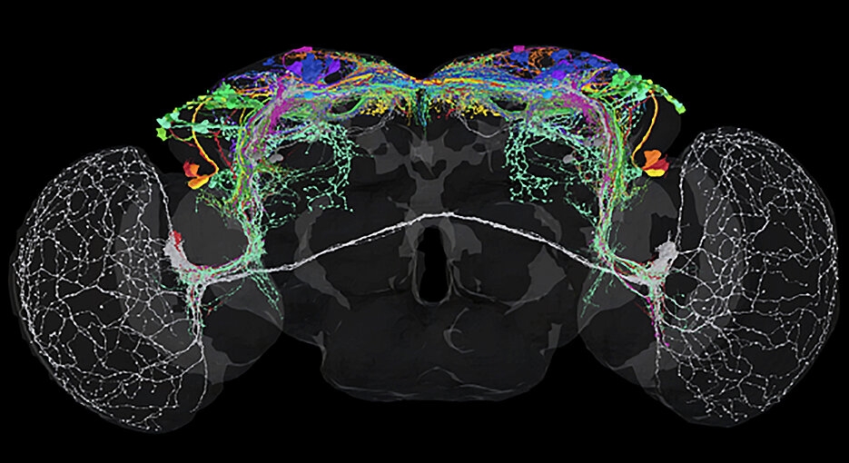 A Blueprint for the Brain's Circadian Clock