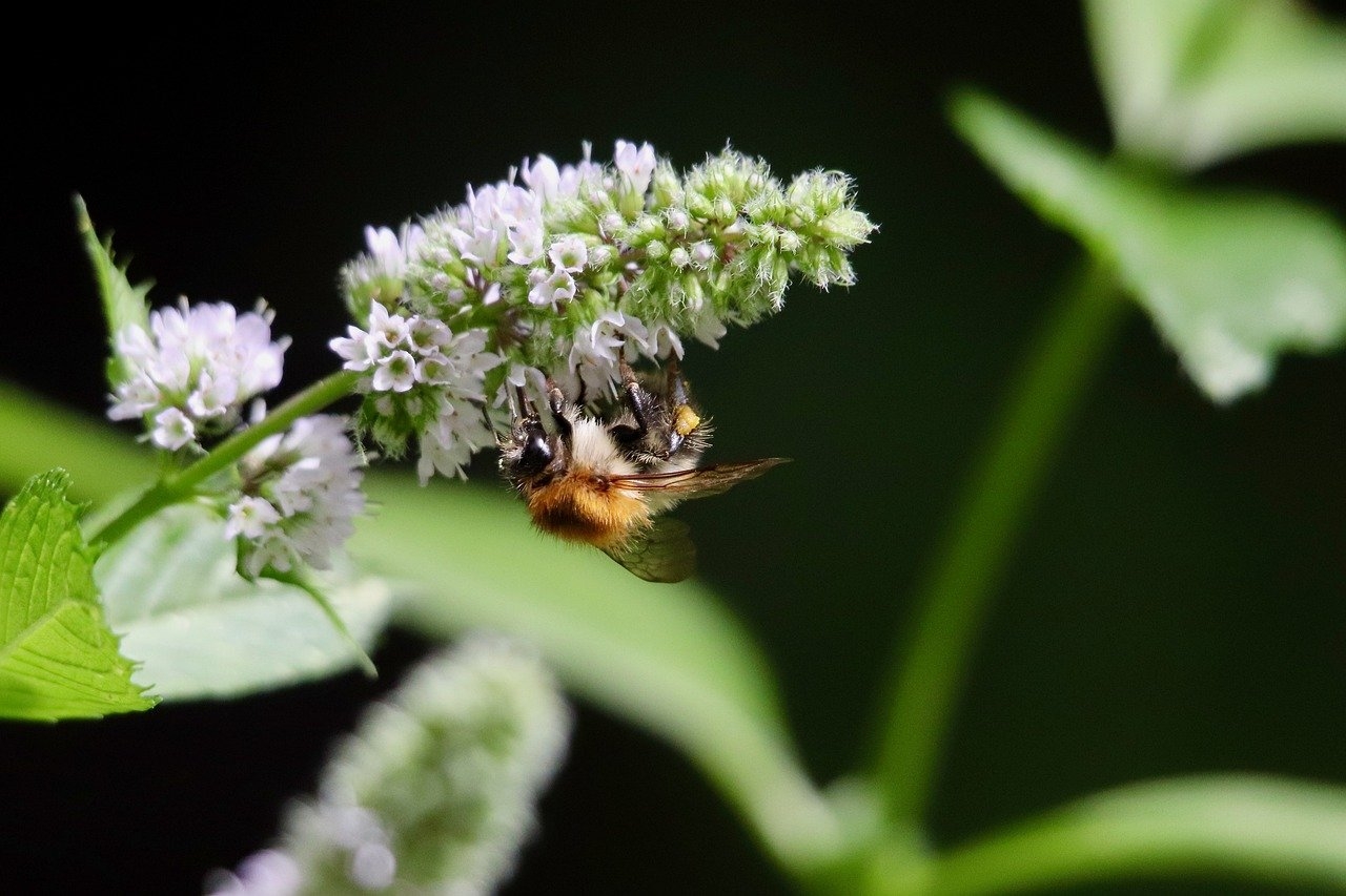 Pollinators most vulnerable to rising global temperatures are flies, study shows