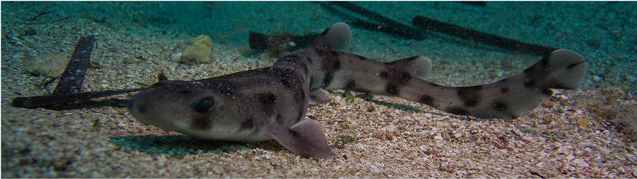 Mediterranean sharks continue to decline despite conservation progress