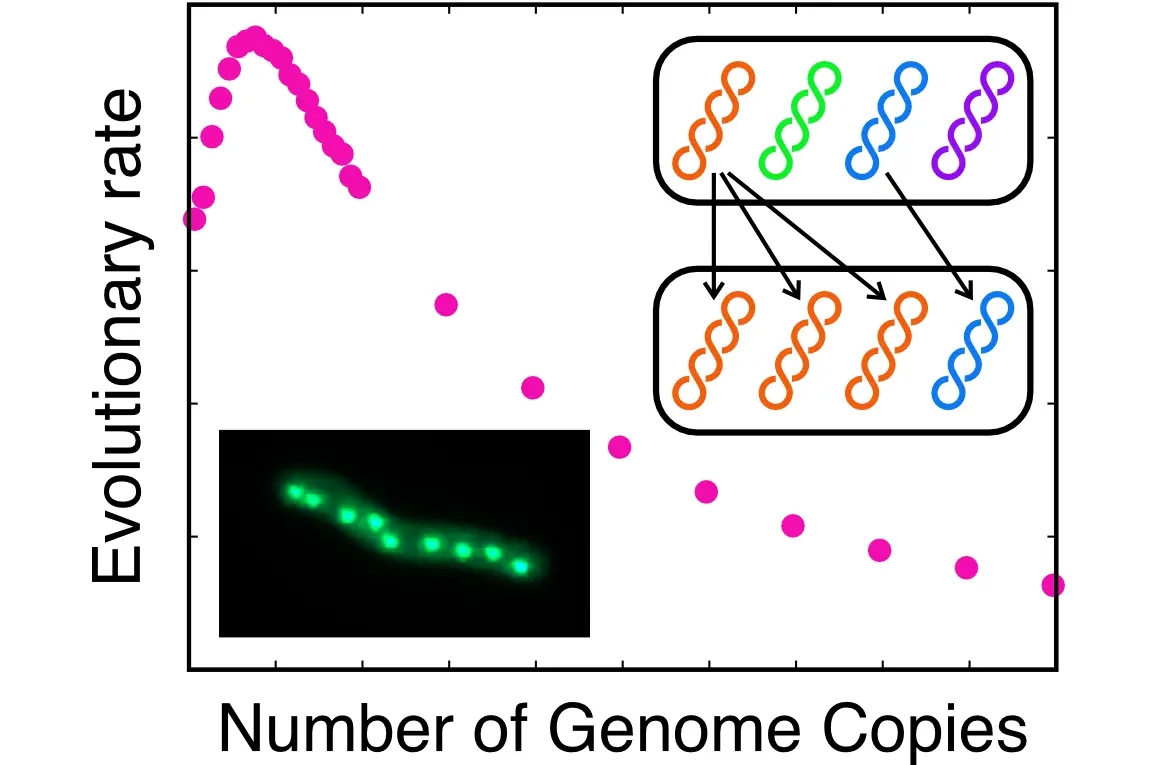 Solving the evolutionary puzzle of polyploidy: how genome duplication shapes adaptation