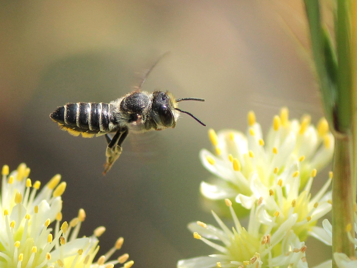 Quantity over quality? Different bees are attracted to different floral traits