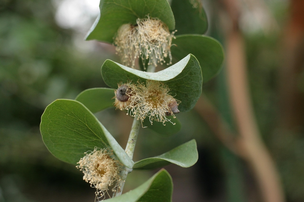 WashU research reveals function of red stigmas in wind-pollinated flowers
