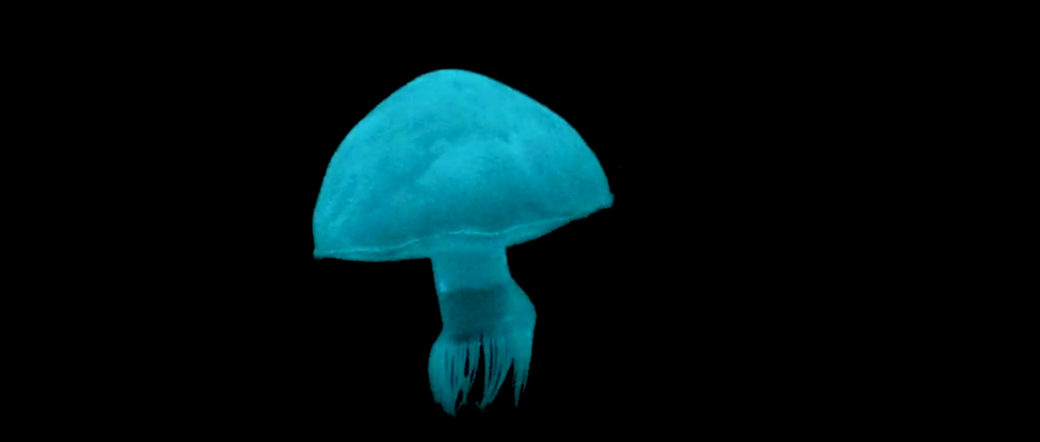 ‘Embodied energy’ powers modular worm, jellyfish robots