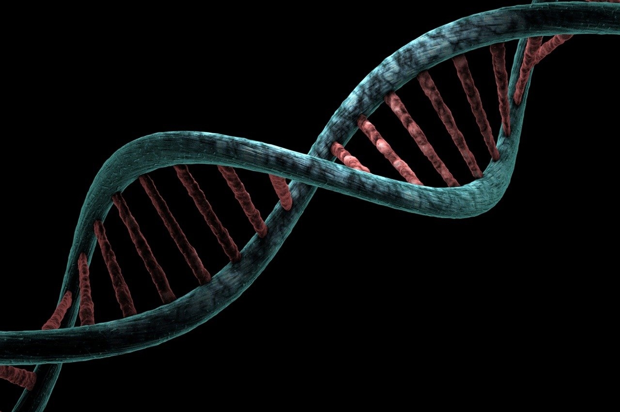 Mystery solved: New study reveals how DNA repair genes play a major role in Huntington's disease