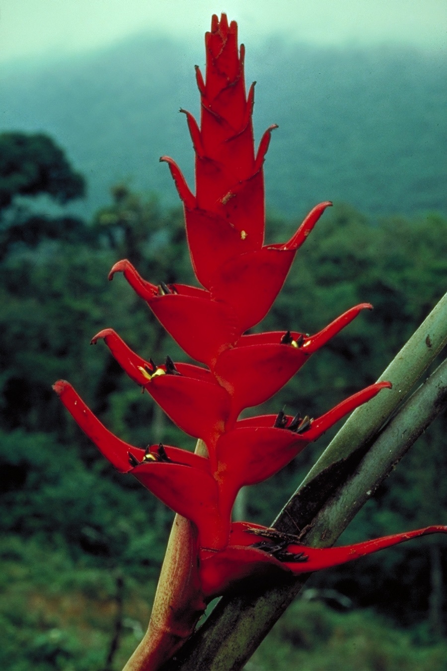 Nearly Half of Popular Tropical Plant Group Related to Birds-of-Paradise and Bananas Are Threatened With Extinction