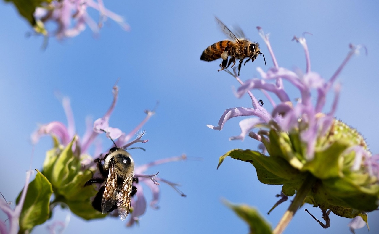 Using Computer Science To Save the Bees