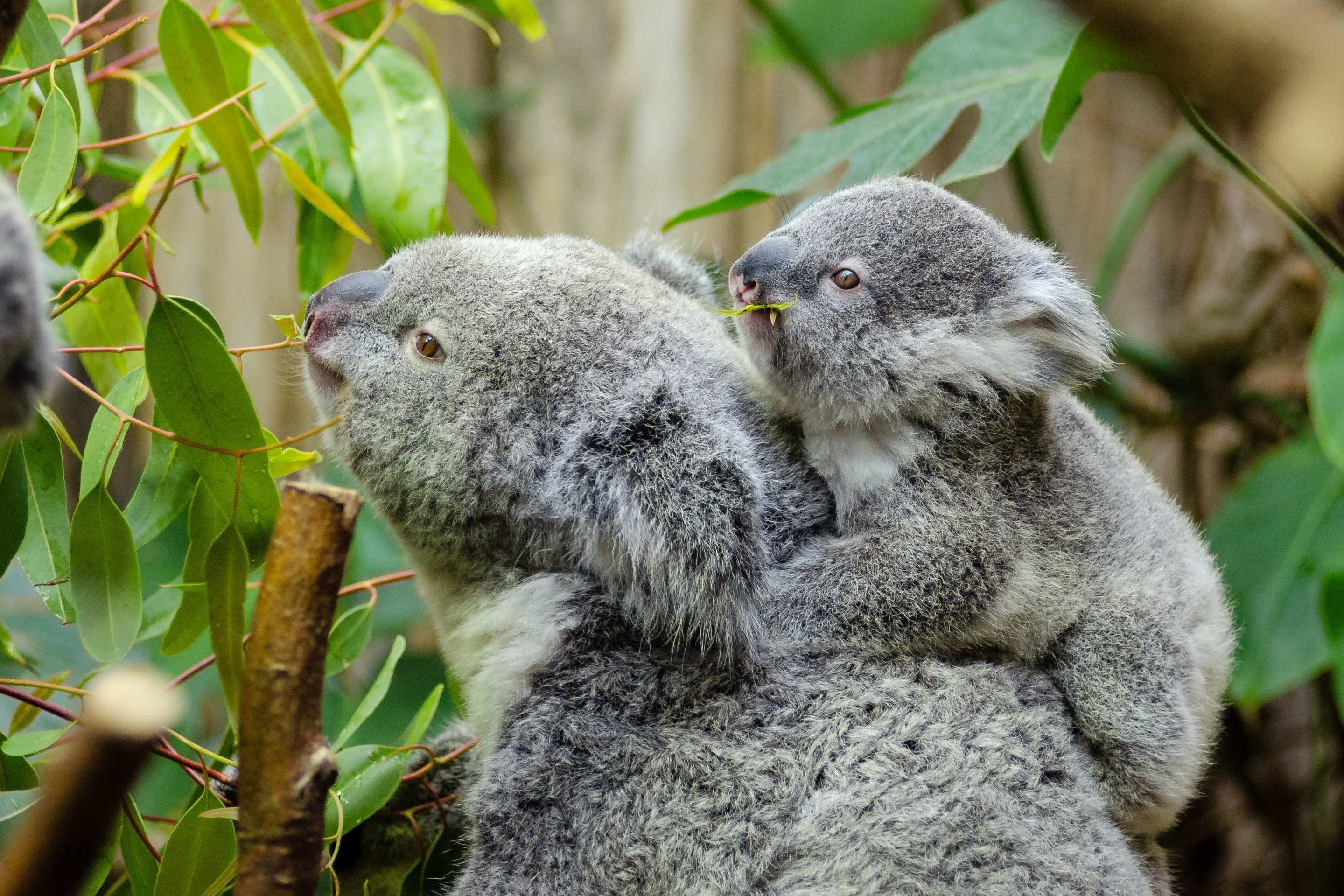 Sydney koalas' catch-22