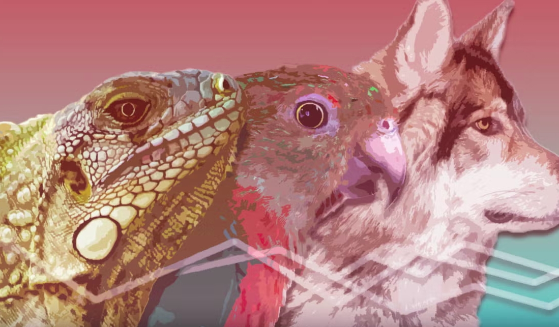 New study explores the link between diet, blood sugar and cancer risk across species
